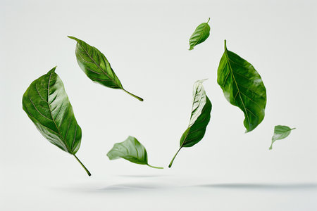 green leaves on a white backgroundの素材