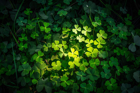 Green clover leaves in the forest. St. Patrick's Day backgroundの素材