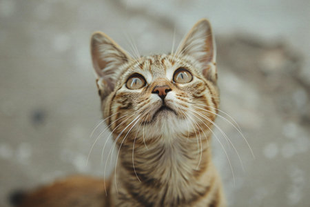 Cute tabby cat looking up on concrete floor. Selective focus.の素材