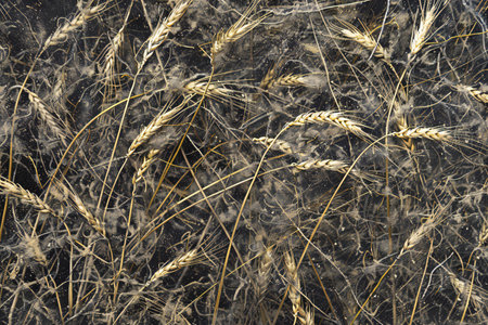 Golden ears of wheat on a black background. Close-up.の素材