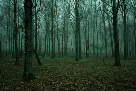 Mysterious forest with fog in the morning. Halloween concept.の素材