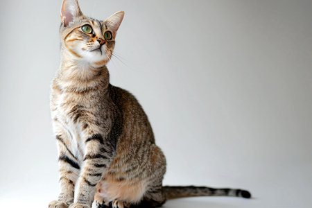 Portrait of a beautiful bengal cat on a white backgroundの素材