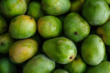 Mango fruit background. Close up of fresh green mango fruit.の素材