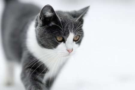 Portrait of a cat in the snow. Selective focus.の素材