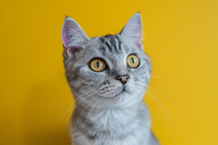 Portrait of a British Shorthair cat on a yellow backgroundの素材