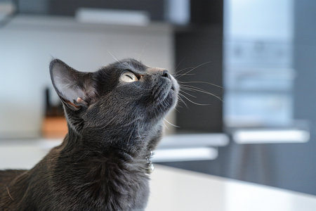 Portrait of a black cat on the table in the kitchen.の素材