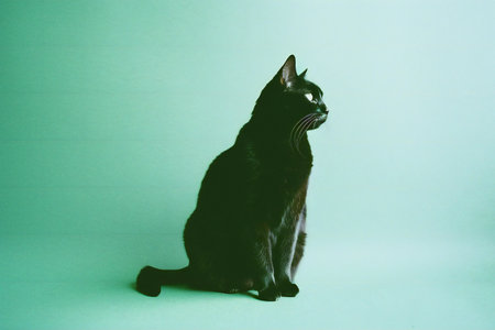 Black cat on a green background. Studio photo of a cat.の素材