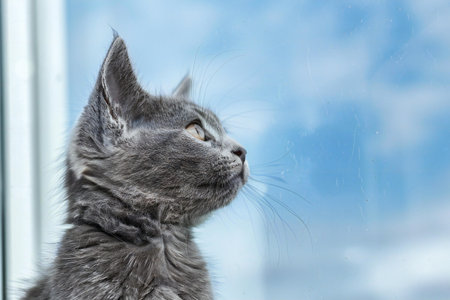 Cute gray cat looking out the window on a sunny day.の素材