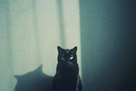 Cute black cat looking at camera with shadow on the wall.の素材