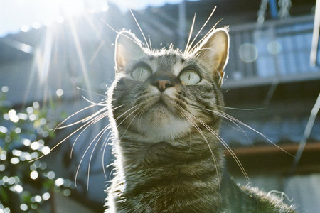 Portrait of a tabby cat looking at the sun through the windowの素材