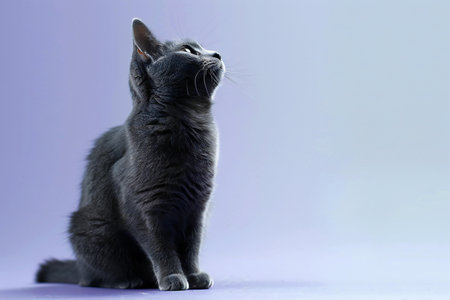 Cute little gray kitten sitting on blue background. Copy space.の素材