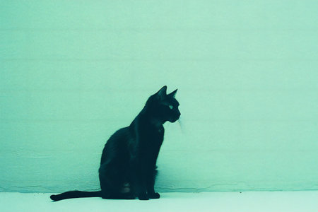 Black cat sitting on the floor and looking at the camera with green backgroundの素材