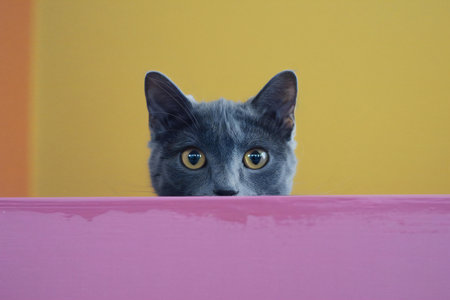 Gray cat looking out from behind a pink wall with a yellow backgroundの素材
