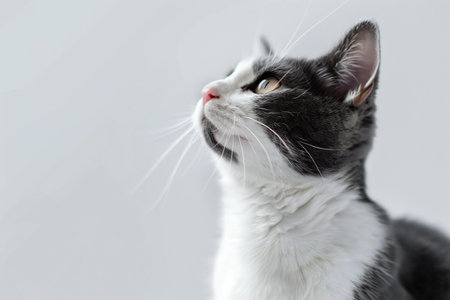 portrait of a beautiful gray and white cat on a white backgroundの素材
