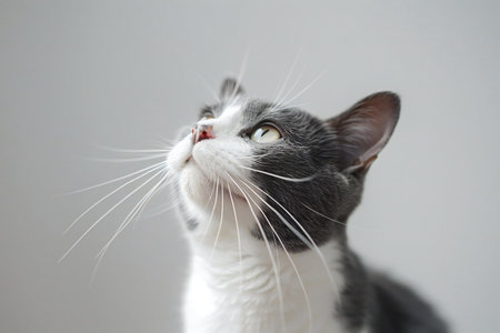 Portrait of a gray and white cat on a white background.の素材