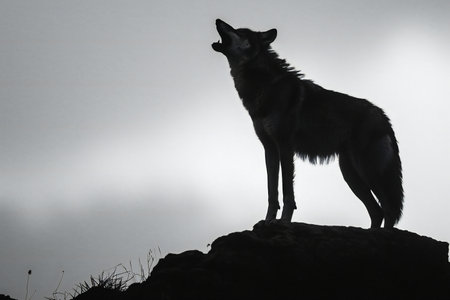 Silhouette of a wolf standing on a rock in the fogの素材