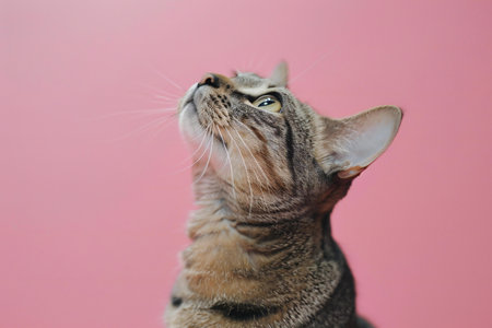 Cute tabby cat on pink background, close-up.の素材