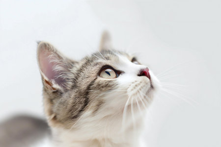 Close-up portrait of a tabby cat on a white backgroundの素材