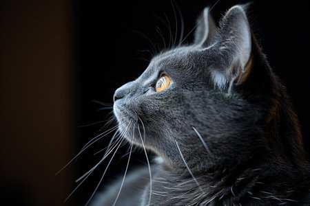Portrait of a gray cat with yellow eyes on a black backgroundの素材