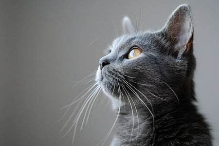 Portrait of a gray british cat on a gray backgroundの素材