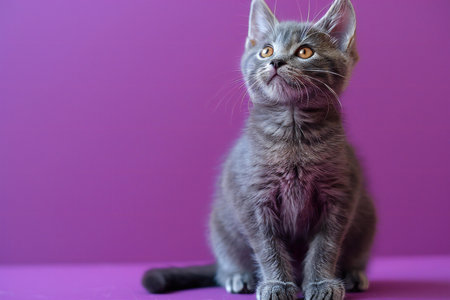 Cute british shorthair kitten sitting on a purple backgroundの素材
