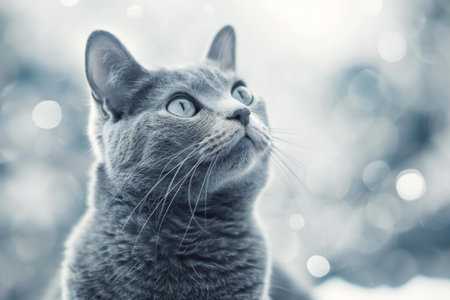 Portrait of a blue tabby cat on the background of a bokehの素材