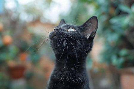 Digital artwork of  african black cat with ears on a white backgroundの素材