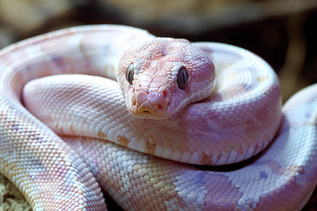 Digital artwork of white colubrian snake xlarge, high quality, high resolutionの素材