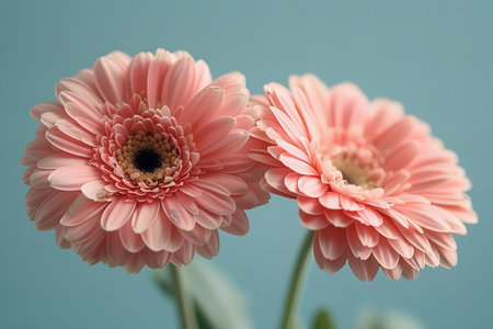 Digital artwork of the image features two pink gerber flowers on a light blue backgroundの素材