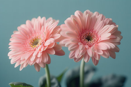 The image features two pink gerber flowers on a light blue backgroundの素材