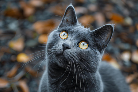 A grey cat with yellow eyes looking up at the cameraの素材