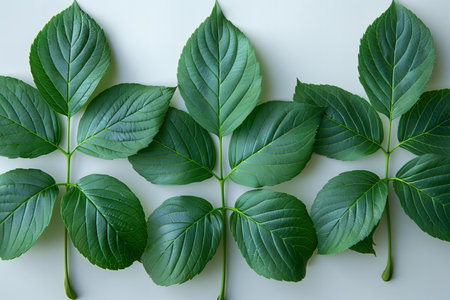 Green leaves pattern on white background. Flat lay, top view.の写真素材
