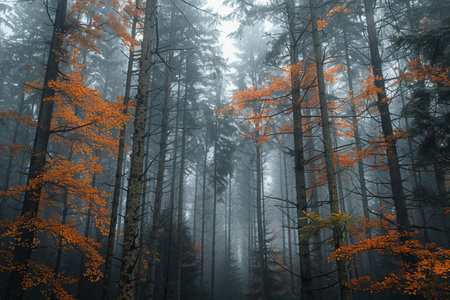 Mysterious autumn forest in a foggy day, with orange leaves