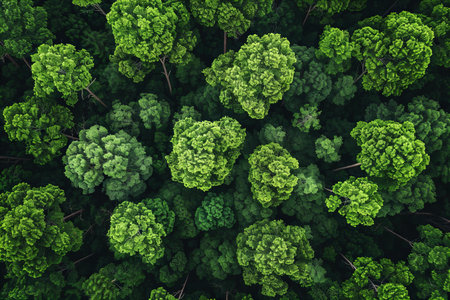 Top view of green trees in the forest. Nature landscape background.の写真素材