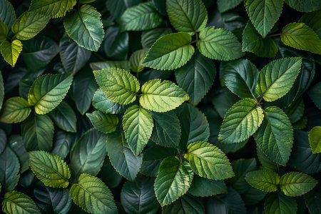 Green leaves background. Nature background. Green leaves texture. Green leaves background.の写真素材