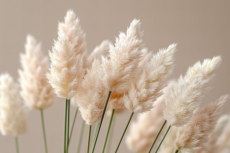 White pampas grass bouquet on beige background, closeupの写真素材