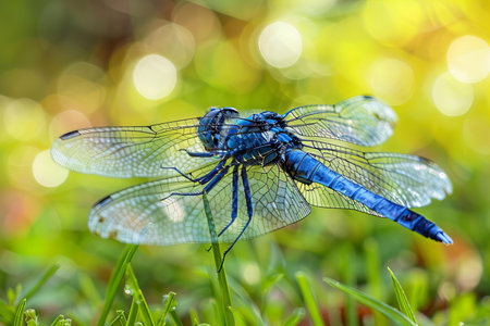 Blue dragonfly on the green grass with bokeh background.の写真素材