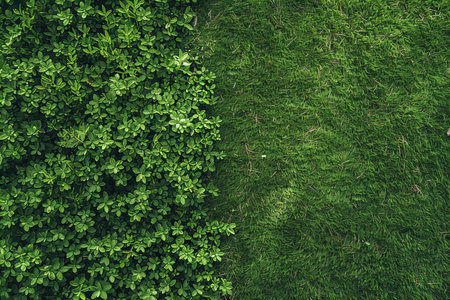 Green grass texture background. Top view of green grass texture background.の写真素材