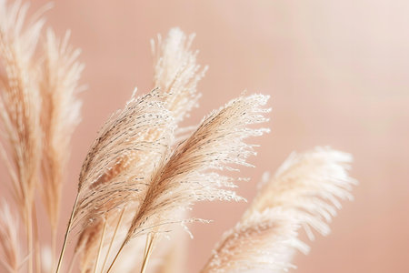 Dry pampas grass on light background, soft focus.の写真素材