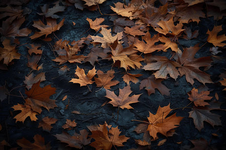 Autumn leaves on a dark background. Autumn background. Toned.の写真素材