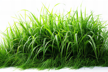 Green grass isolated on white background. Studio shot. Close up.