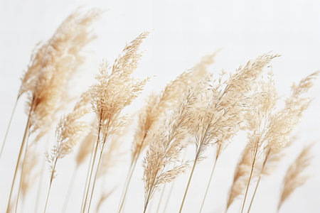 Pampas grass on a white background, close-up.の写真素材