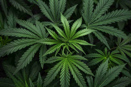 cannabis plant, hemp CBD, background green, cultivation cannabis,