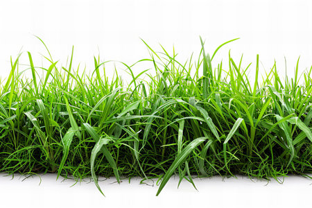 Green grass isolated on white background with clipping path and copy space.の写真素材