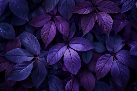 Purple leaves background. Close up. Nature concept. Top view.の写真素材