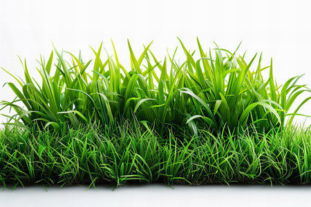 Green grass isolated on white background with clipping path. Fresh spring grass.の写真素材