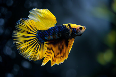 Capture the moving moment of yellow siamese fighting fish isolated on black background. betta fish.の写真素材
