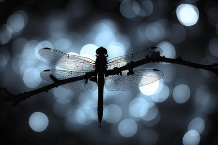Dragonfly silhouette on bokeh background,vintage tone.