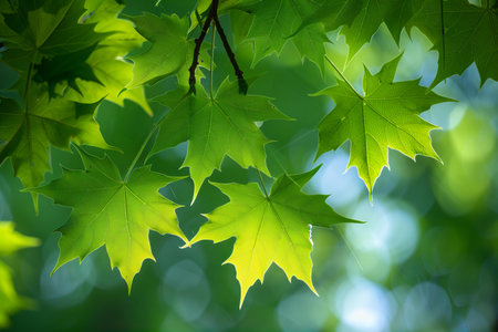 Green maple leaves on a green background. Shallow depth of field.の写真素材