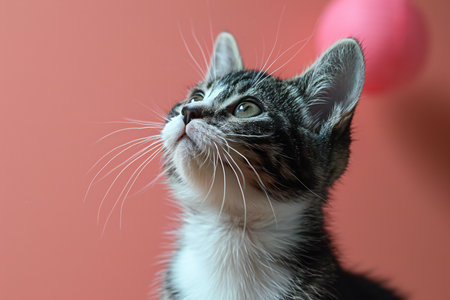 cute little black and white kitten with pink ball on pink background